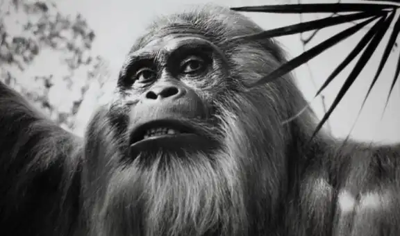 Gigantopithecus, el pariente de los humanos que medía tres metros y se extinguió por el clima