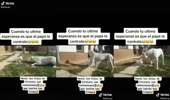 Encantador perrito bebé no se deja controlar por su progenitor y se muestra ‘furioso’ 