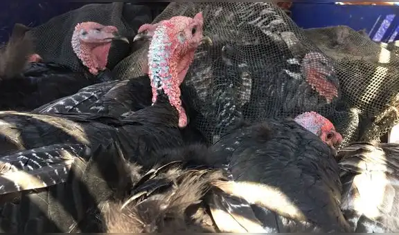 Senasa dispone vacunación de pavos de engorde ante incremento de casos de influenza aviar