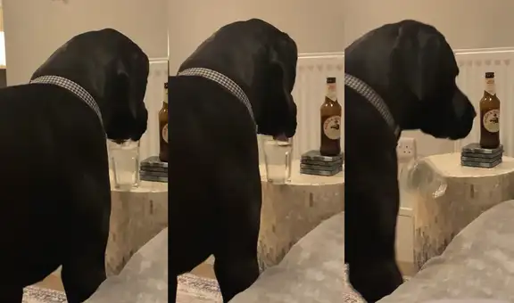 Perrito de raza gran danés toma agua en un vaso de cristal y sin querer termina botándolo