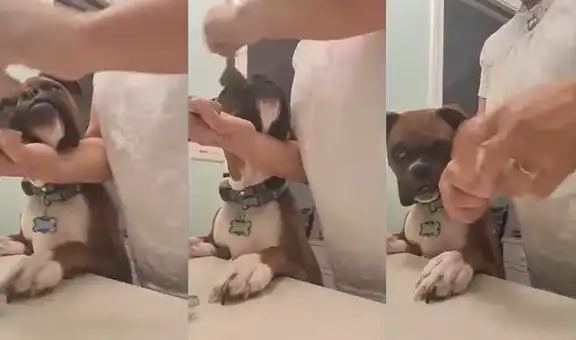 Encantadora perrita disfruta maquillarse frente al espejo junto a su dueña