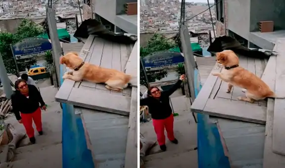 Perrito se emociona cuando su cuidadora llega a su hogar y la recibe con tierna bienvenida