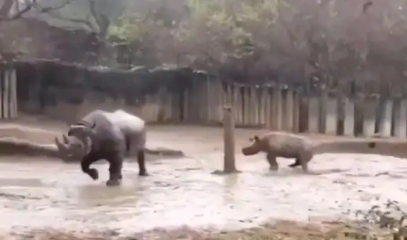 Rinoceronte bebé escapa de su mamá para irse a jugar en la lluvia y el barro