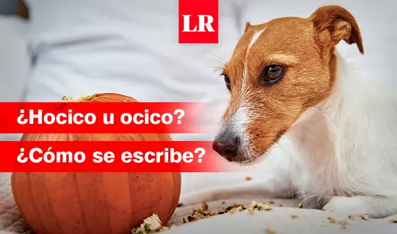 ¿‘Hocico’ u ‘ocico’? Conoce cómo se escribe esta palabra y qué significa