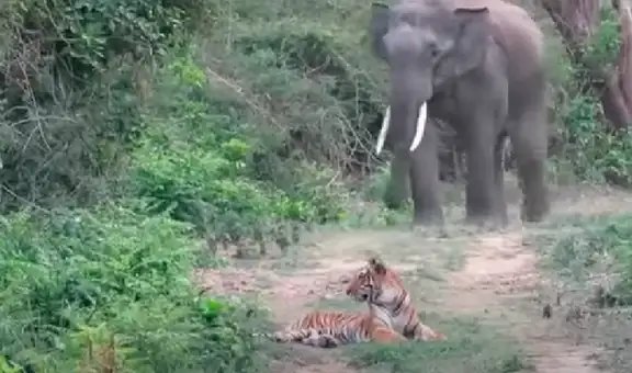 Elefante se acerca a un tigre y este huye para no ser aplastado por el enorme animal