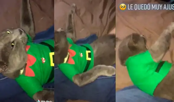 Gato utiliza un polo con diseño navideño y está tan apretado que no puede moverse