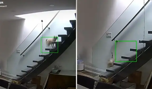 Perrito intenta subir escaleras para seguir a su dueña, pero sufre un inesperado accidente