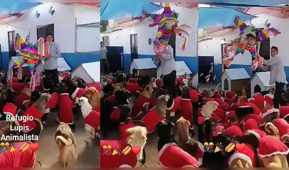 Refugio animalista realiza chocolatada navideña para perritos disfrazados de Santa