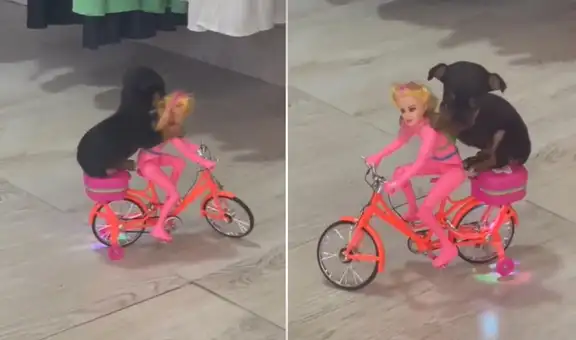 Perrito enternece en las redes al pasear subido en una muñeca Barbie en bicicleta