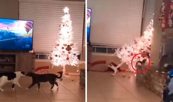 Deja a sus gatos a solas y, al regresar, descubre que estos destrozaron su árbol de Navidad