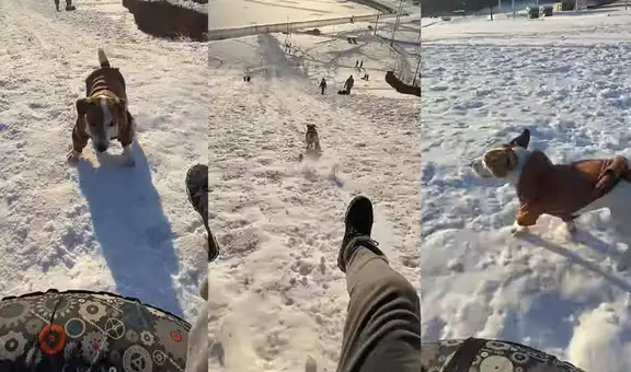 Enérgico perrito empuja el objeto en el que va sentado su dueño para hacer carrera contra él