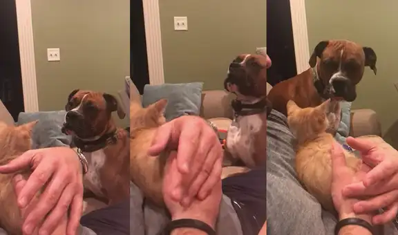 Perrito engreído se enoja con su dueño luego de encontrarlo con un gato en sus brazos