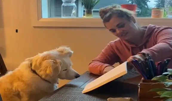 Mujer da clases de matemática a su perro y este atiende a sus indicaciones