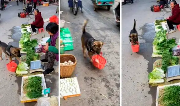 Inteligente perrito acude al mercado y vendedora le llena su cesta con naranjas