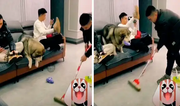 Perrito levanta su juguete para que su dueño pueda trapear el piso de la casa