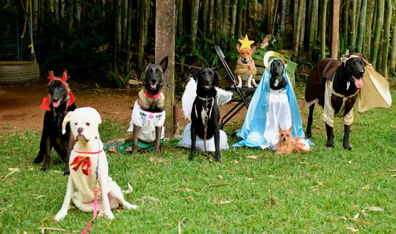 Disfrazan a perros con trajes inspirados en el nacimiento de Jesús para celebrar la Navidad