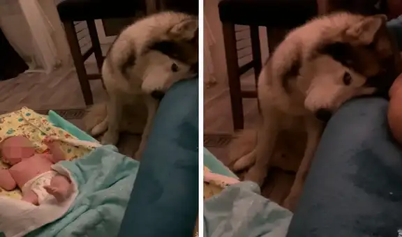 Perro trata de no quedarse dormido para seguir cuidando a la bebé de sus dueños  