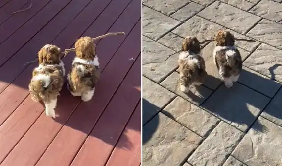 Perritos encuentran una rama durante su paseo y caminan emocionados mientras la sujetan