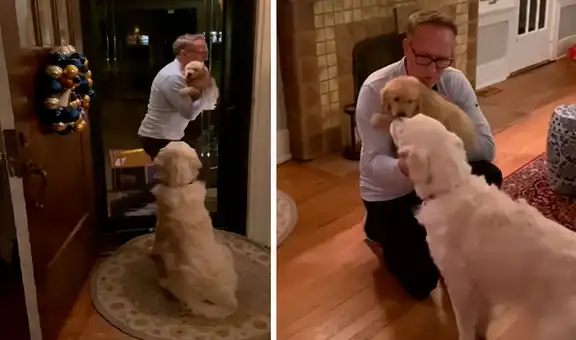 Perro se emociona cuando sus dueños llegan a casa con un cachorro que adoptaron por Navidad
