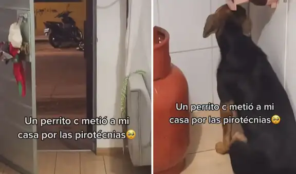 Perro callejero se refugia en una casa al huir de la pirotecnia durante Navidad