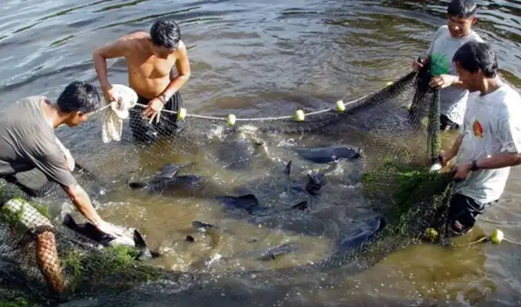 Autorizan subvenciones por más de S/ 2.4 millones para proyectos de pesca y acuicultura