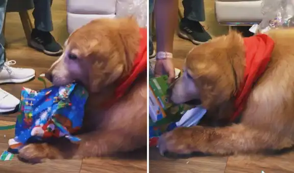 Familia hace regalo a su perrito por Navidad y este lo abre por su propia cuenta
