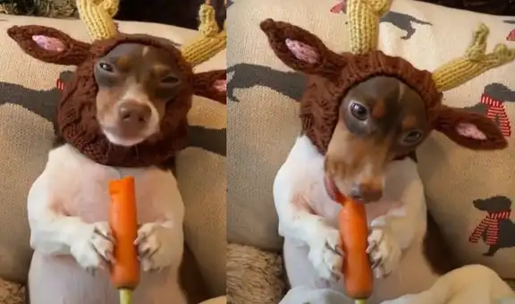 Perrito con gorro de reno adora comer una zanahoria que le dio su dueña
