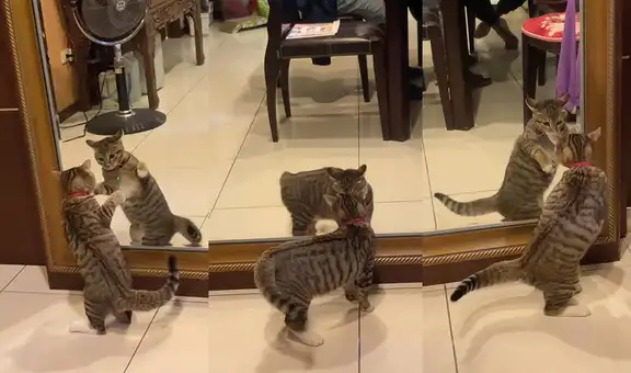 Gatito piensa que su reflejo es otro animal de su misma especie e intenta jugar con él