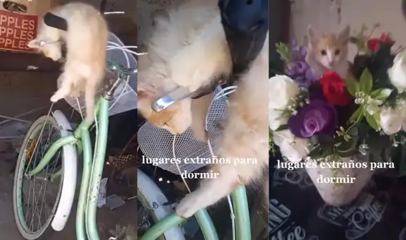 Joven encuentra a su gatito durmiendo en un lugar bastante extraño e incómodo