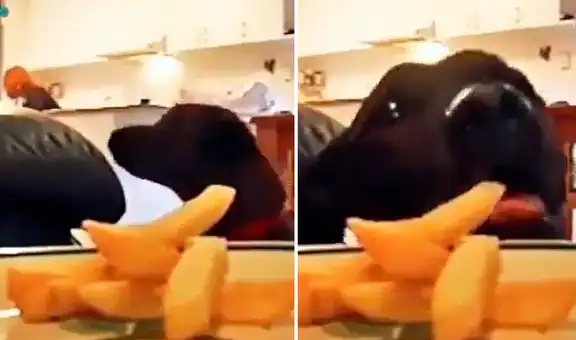 Perrito espera que su dueña esté distraída para ‘robarle’ una de sus papitas fritas