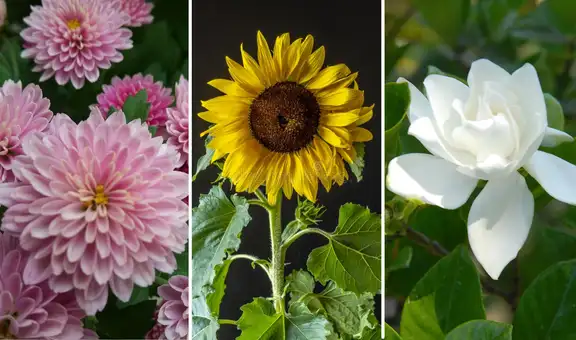 Año Nuevo 2022: atrae la buena suerte en tu casa con estas flores el 1 de enero 