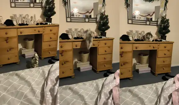 Encantador conejito da un sorprendente salto hacia la mesa de noche de su dueña