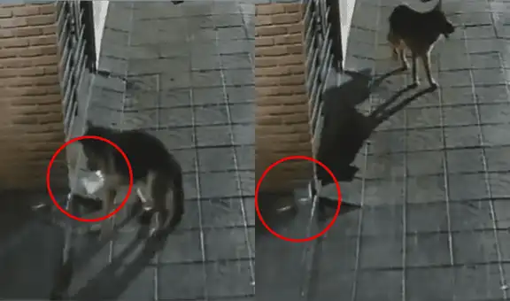 Perrito es captado ‘robando’ un recipiente de agua para otros canes callejeros