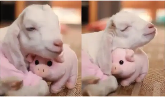 Cabra bebé acaricia a su peluche de cerdito y su ternura cautiva a miles