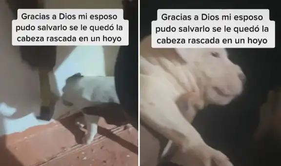 Hombre salva a perrito que quedó con su cabeza atorada en el agujero de una pared