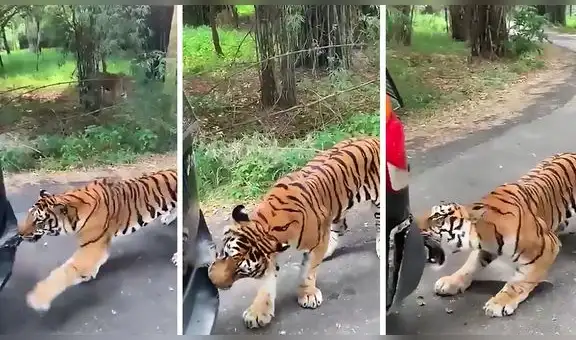 Turistas graban momento exacto en que feroz tigre empieza a morder su vehículo