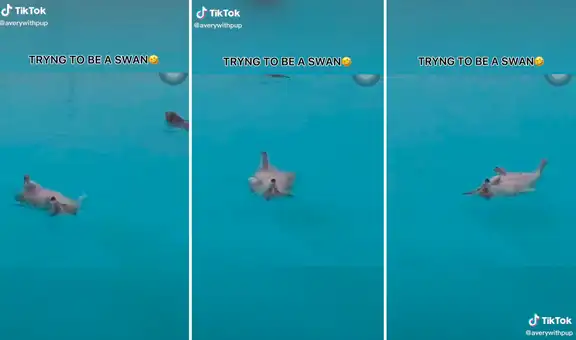 Perrito demuestra su gran talento para nadar con peculiar estilo en una piscina