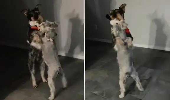 Perritos se paran en dos patas y muestran sus divertidos pasos de baile 