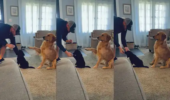 Hombre enseña a su perrito pequeño a dar la patita y el progenitor del cachorro se suma