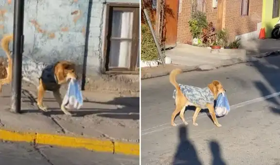 Perrito carga una bolsa de pan en su hocico para llevarla a su familia