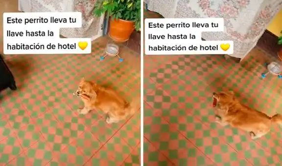 Perro ‘ayuda’ en las labores de un hotel en Ayacucho al llevar las llaves de los huéspedes