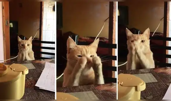 Curioso gatito ‘aplaude’ al ritmo de cumbia y cautiva a miles de usuarios en las redes