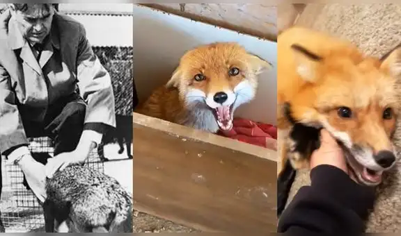 Conoce cómo un científico ruso experimentó con zorros hasta domesticarlos