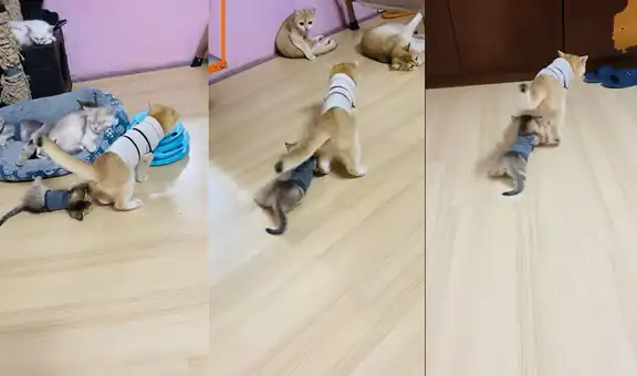 La uña de un gatito queda atrapada en la ropita de su “amigo” y este hace que se arrastre por la sala