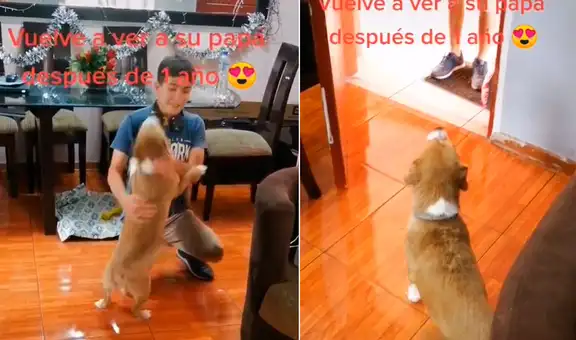 Perrito vuelve a ver a su dueño después de un año y se emociona al poder ‘abrazarlo’