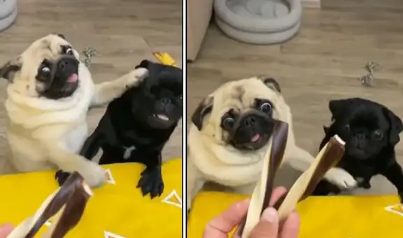 Perritos protagonizan una tierna pelea para obtener un delicioso dulce