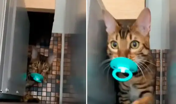 Gatito corre a esconderse para que no le quiten su chupón, pero se le termina cayendo