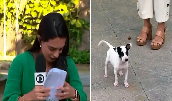 Reportera detiene la transmisión en vivo para acariciar a una perrita que apareció en la calle  