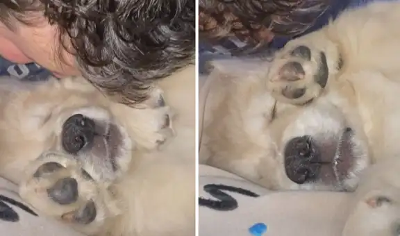 Joven ‘fastidia’ a su perro para que despierte, pero este se resiste a acabar con su siesta