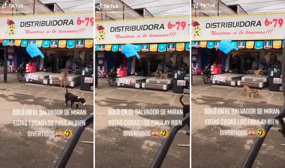 Perritos sin hogar ingresan a una tienda y se suben a los colchones en venta para jugar
